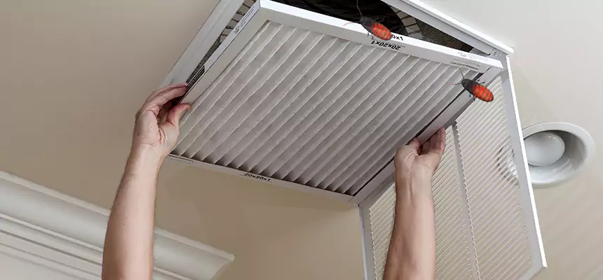 Our Insect Removal from Air Ducts Services in Maple Valley, WA